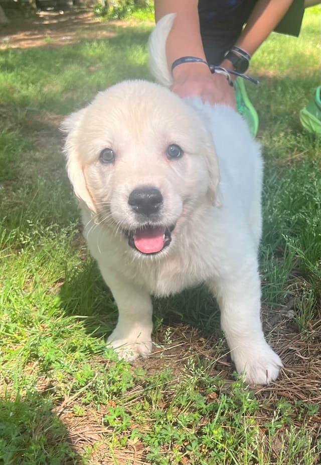 Golden Retriever Puppies media 12
