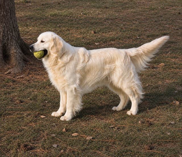 Golden Retriever Puppies media 13