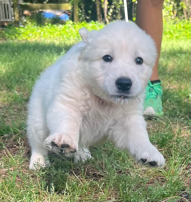 Golden Retriever Puppies media 2