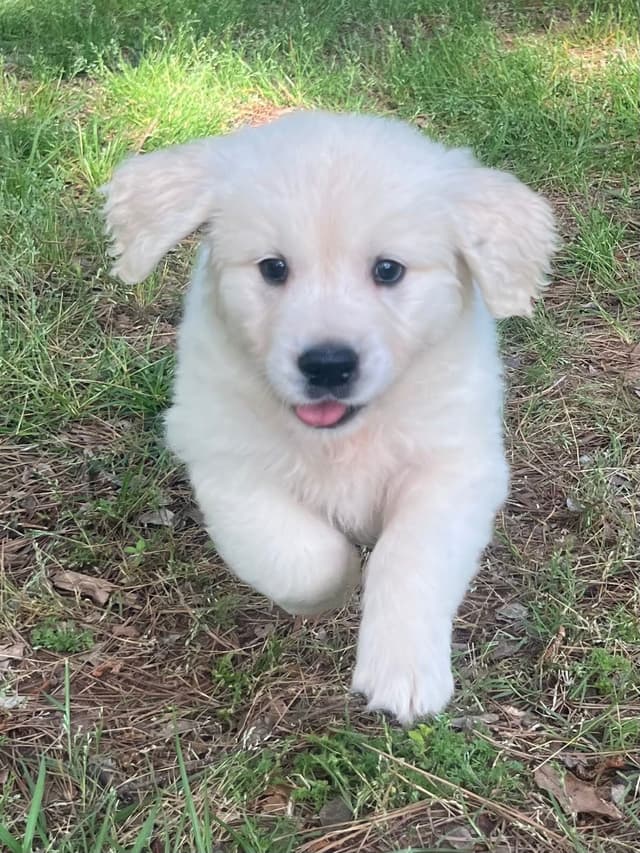 Golden Retriever Puppies media 15