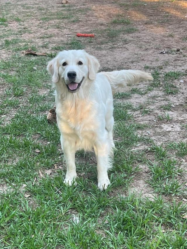 Golden Retriever Puppies media 17