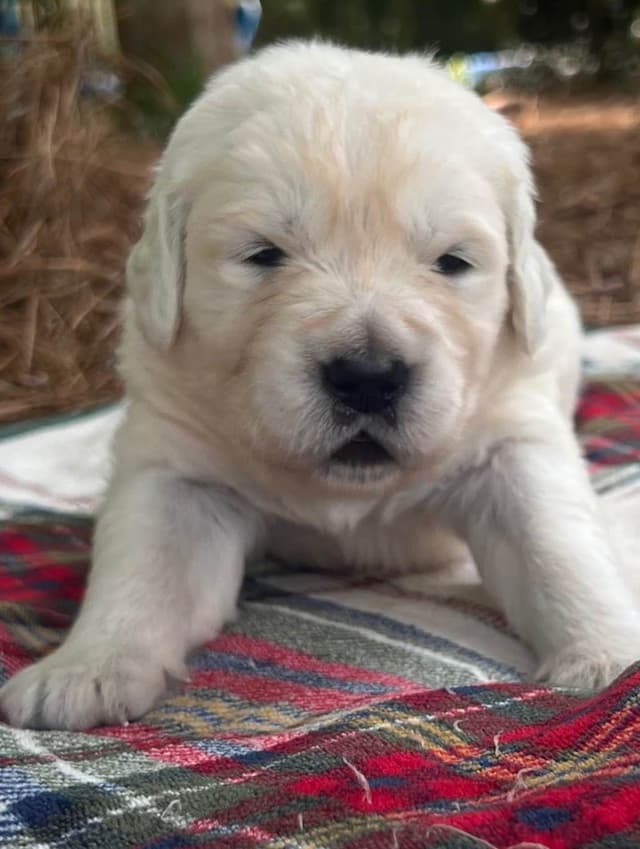 Golden Retriever Puppies media 16