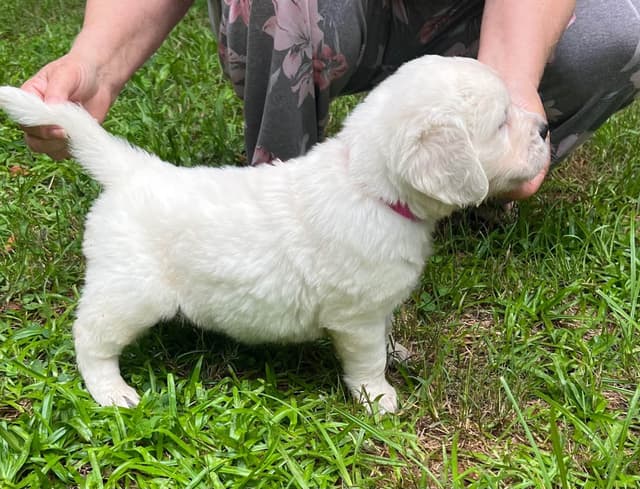 Golden Retriever Puppies media 18