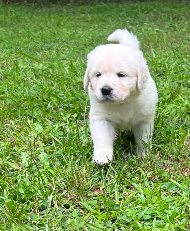 Golden Retriever Puppies media 19