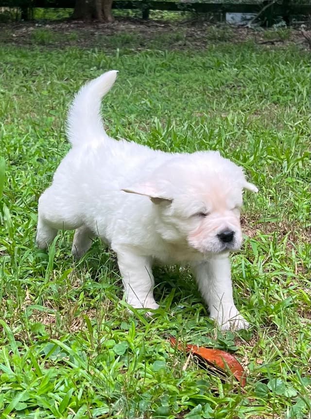 Golden Retriever Puppies media 20