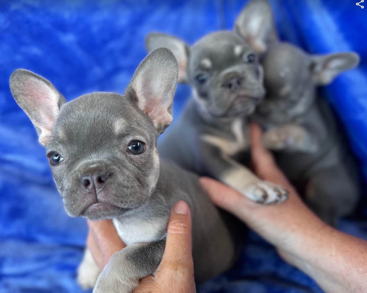 French Bulldog Puppies - Super cute! breeder image 1