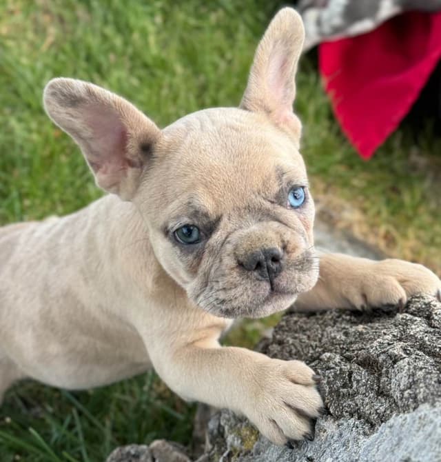 French Bulldog Puppies - Super cute! media 2