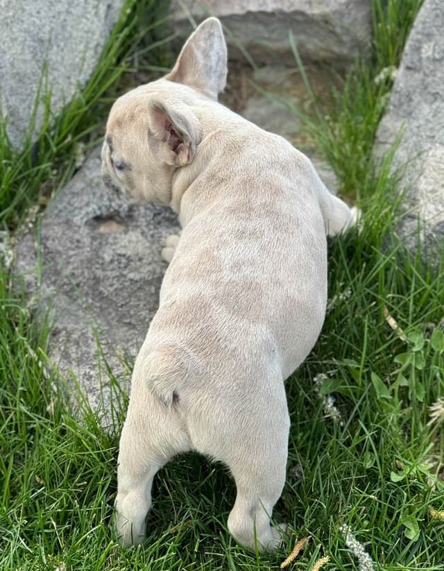 French Bulldog Puppies - Super cute! media 3