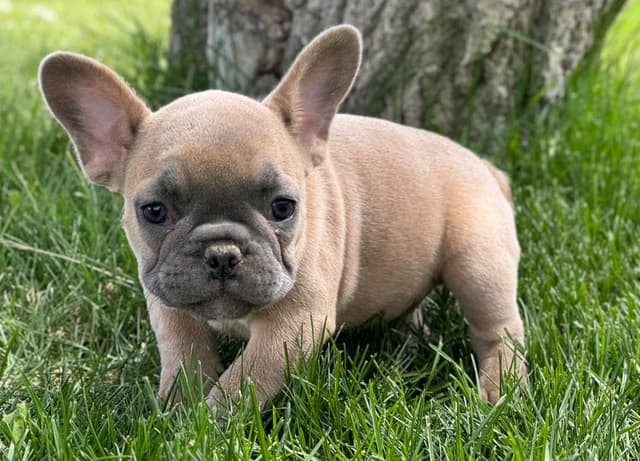 French Bulldog Puppies - Super cute! media 4