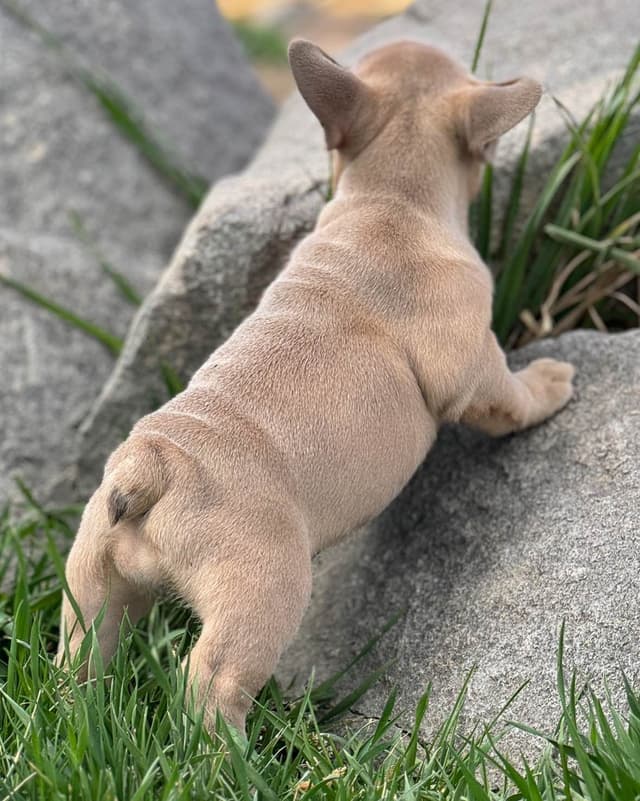 French Bulldog Puppies - Super cute! media 5