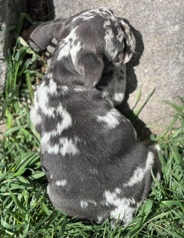 French Bulldog Puppies - Super cute! media 7