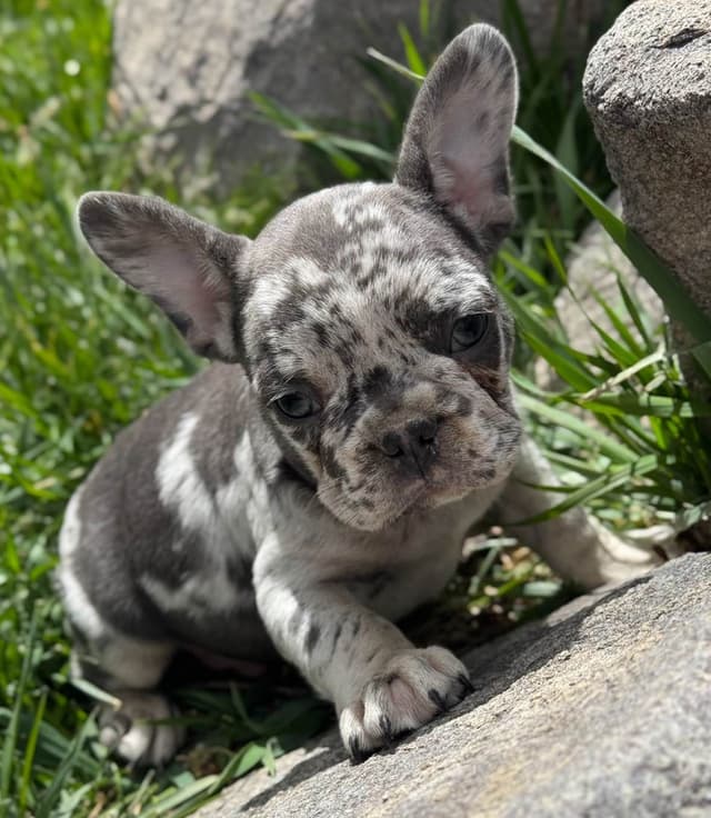 French Bulldog Puppies - Super cute! media 6