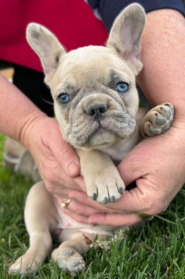 French Bulldog Puppies - Super cute! media 8