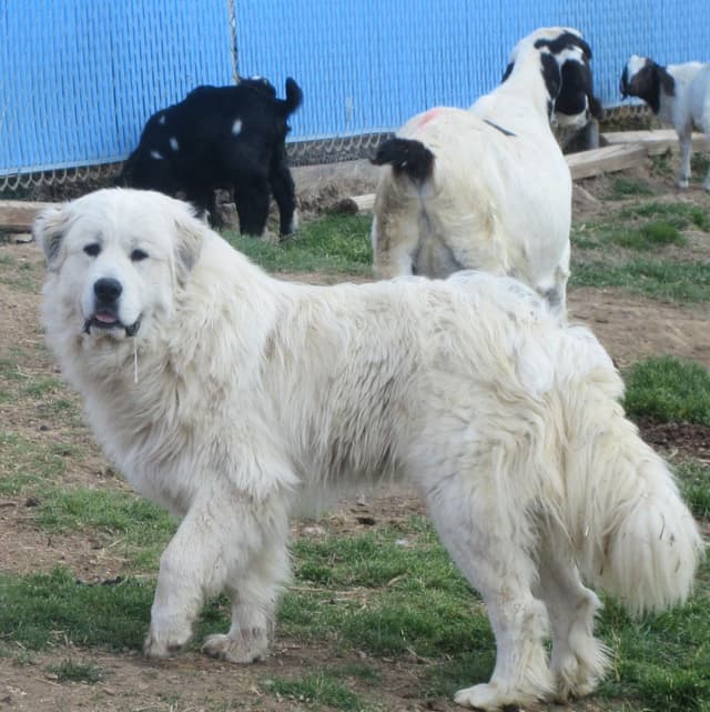 Great Pyrenees Puppies media 3