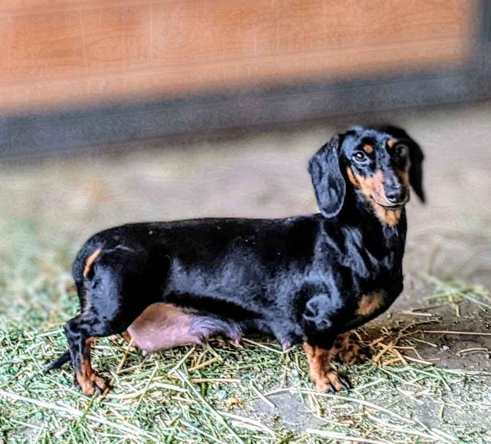 Dachshund Puppies breeder image 1