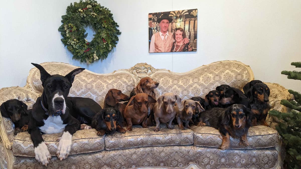 Dachshund Puppies breeder image 2