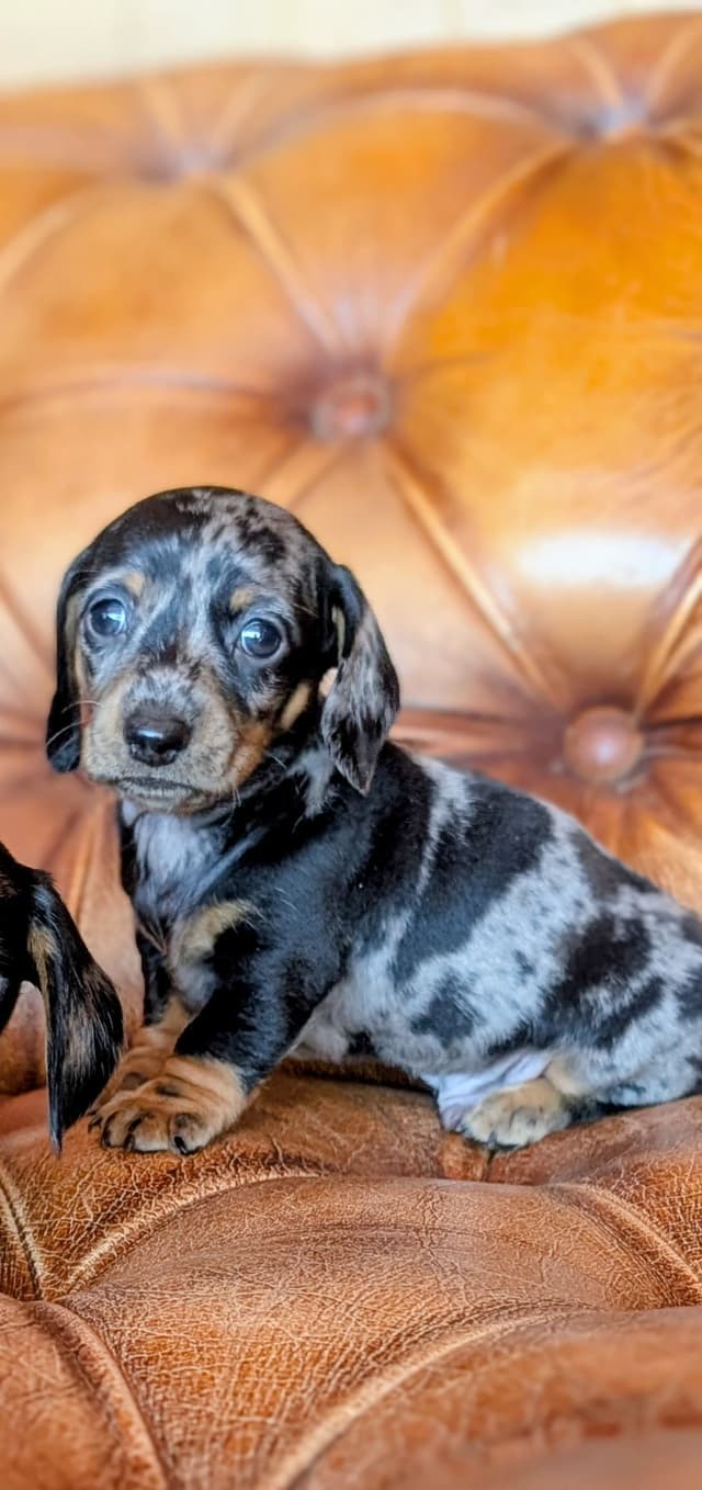 Miniature Dachshund Puppies. media 2