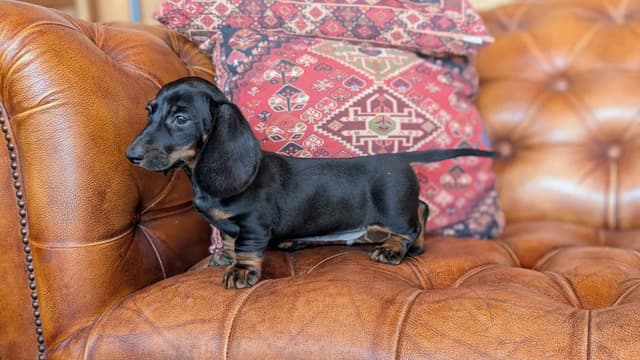 Miniature Dachshund Puppies. media 3