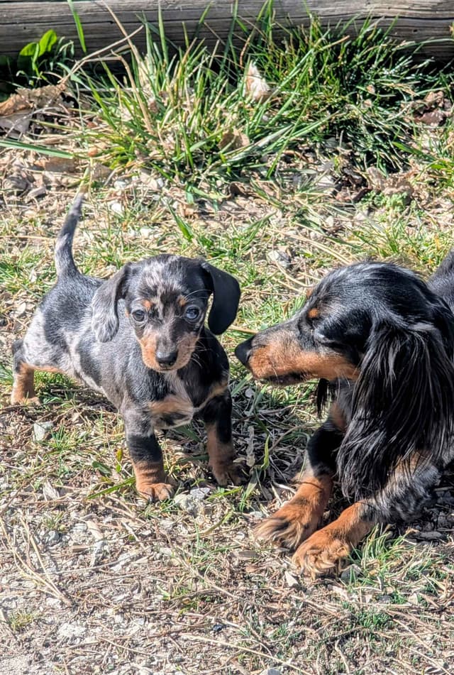 Miniature Dachshund Puppies. media 4