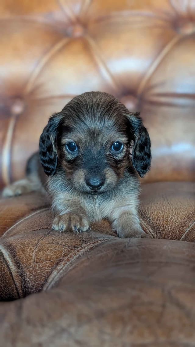 Miniature Dachshund Puppies. media 5