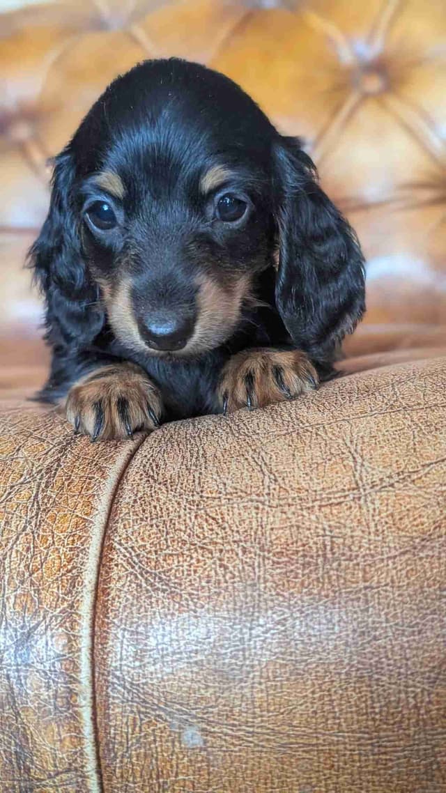 Miniature Dachshund Puppies. media 6