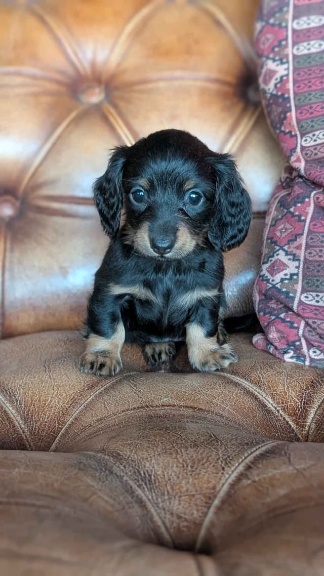 Miniature Dachshund Puppies. media 7