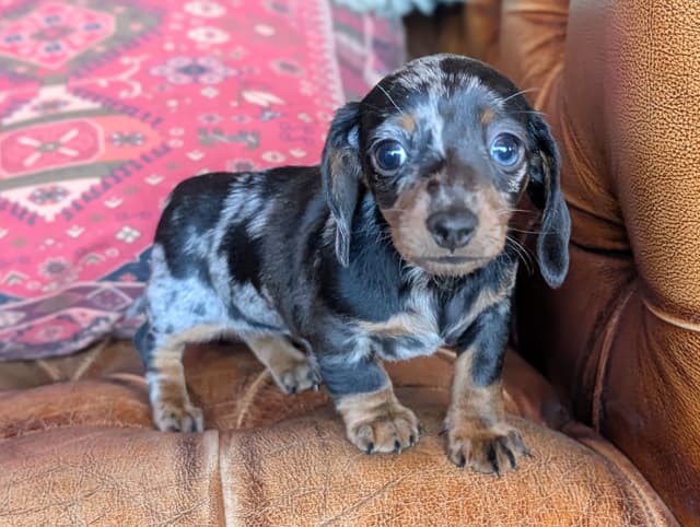 Miniature Dachshund Puppies. media 8