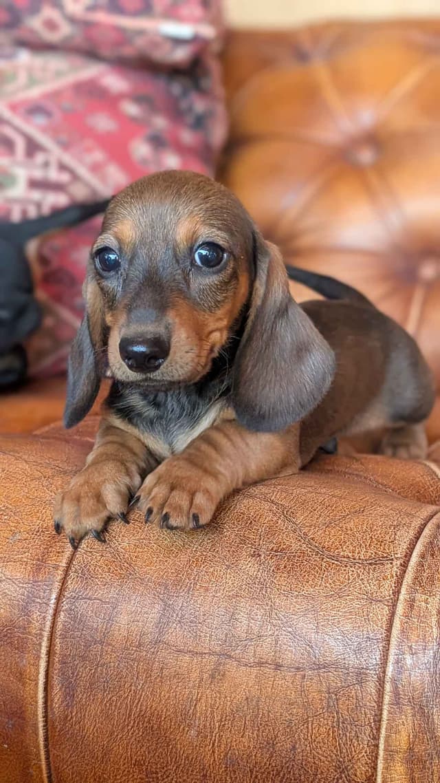 Miniature Dachshund Puppies. media 9