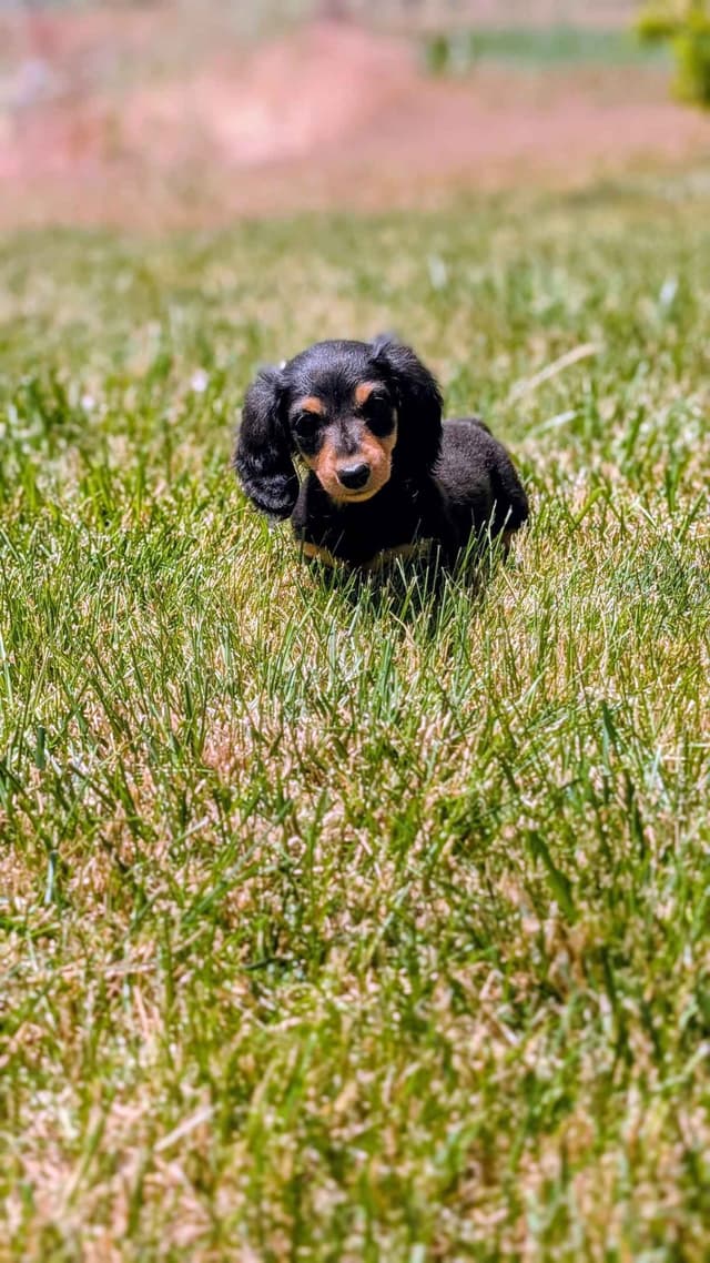 Dachshund Puppies media 2