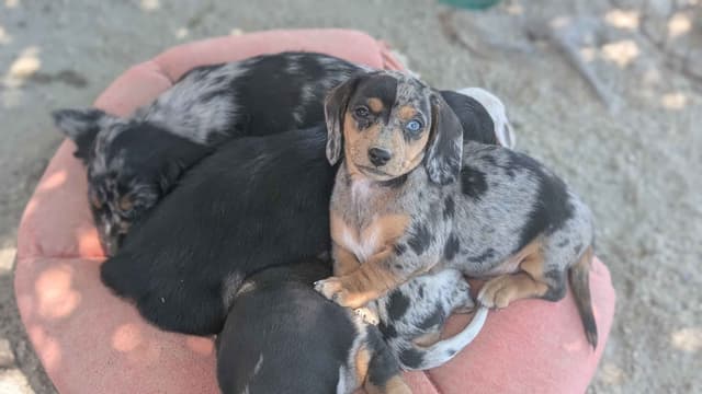 Dachshund Puppies media 5