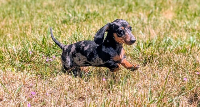 Dachshund Puppies media 7