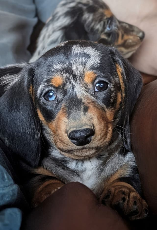 Dachshund Puppies media 6