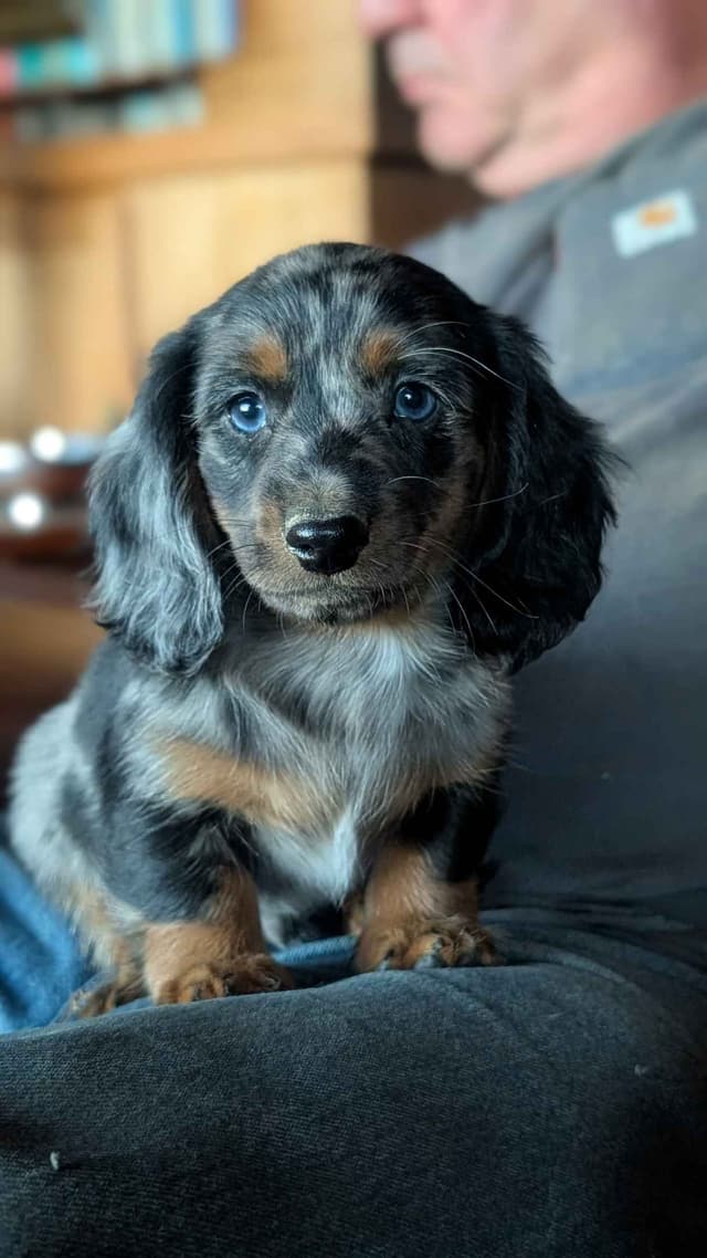 Dachshund Puppies media 8