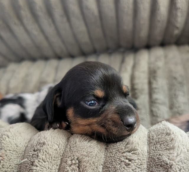 Dachshund Puppies media 10