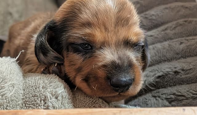 Dachshund Puppies media 11