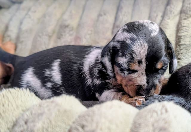 Dachshund Puppies media 12