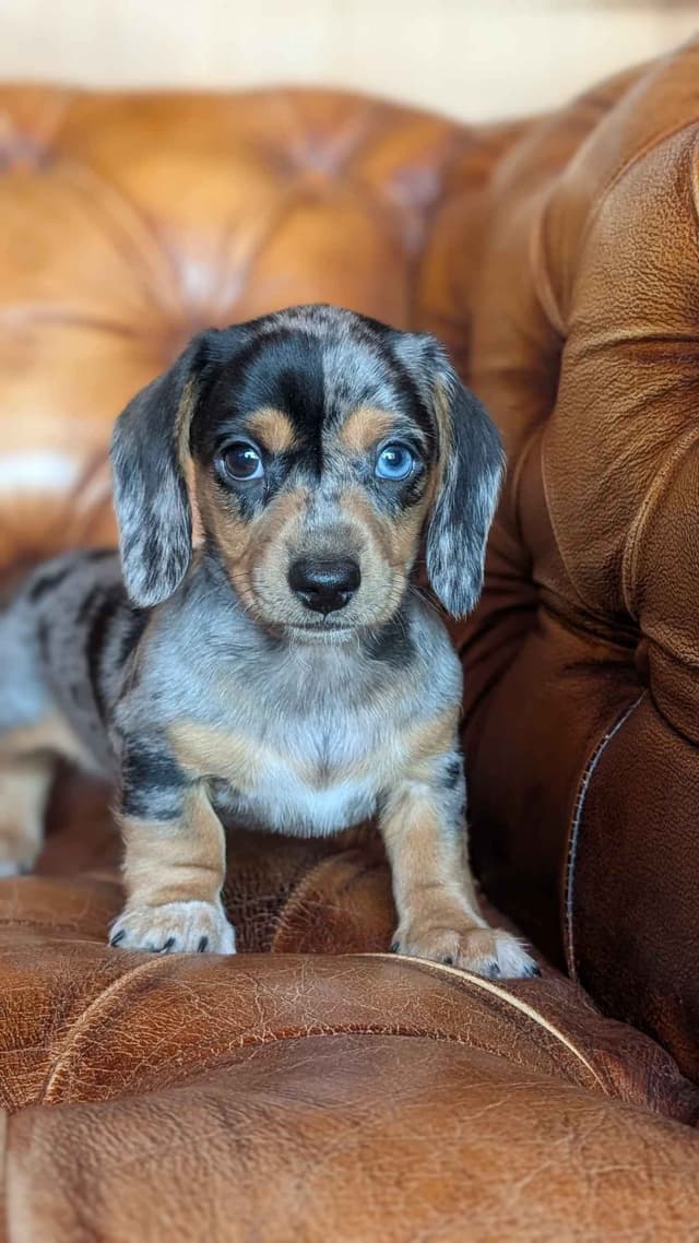 Dachshund Puppies media 13