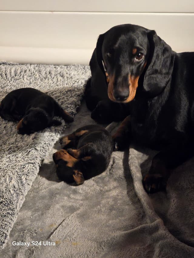 Female Black & Tan Standard AKC, Champion Lines, NY and NC media 2