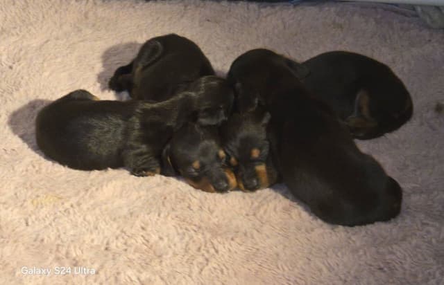 Female Black & Tan Standard AKC, Champion Lines, NY and NC media 4