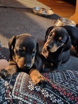 Female Black & Tan Standard AKC, Champion Lines, NY and NC media 6