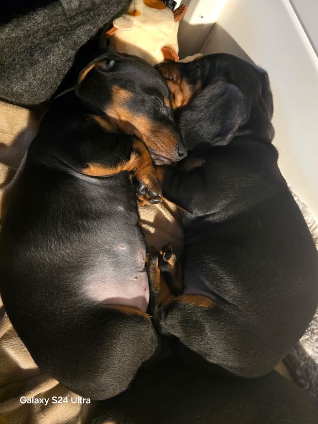 Female Black & Tan Standard AKC, Champion Lines, NY and NC media 7