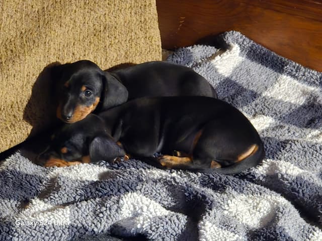 Female Black & Tan Standard AKC, Champion Lines, NY and NC media 9