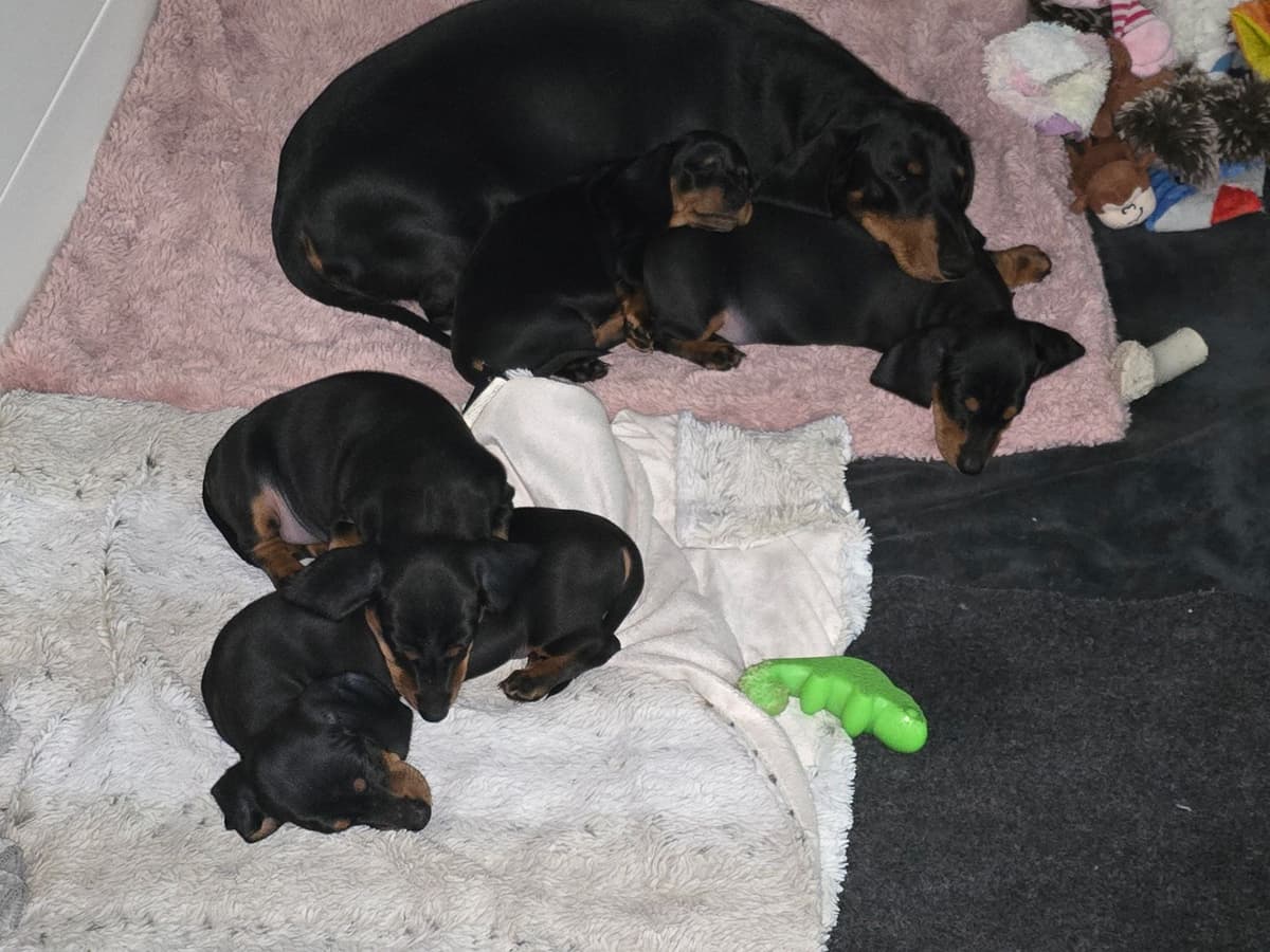 Female Black & Tan Standard AKC, Champion Lines, NY and NC breeder image 1