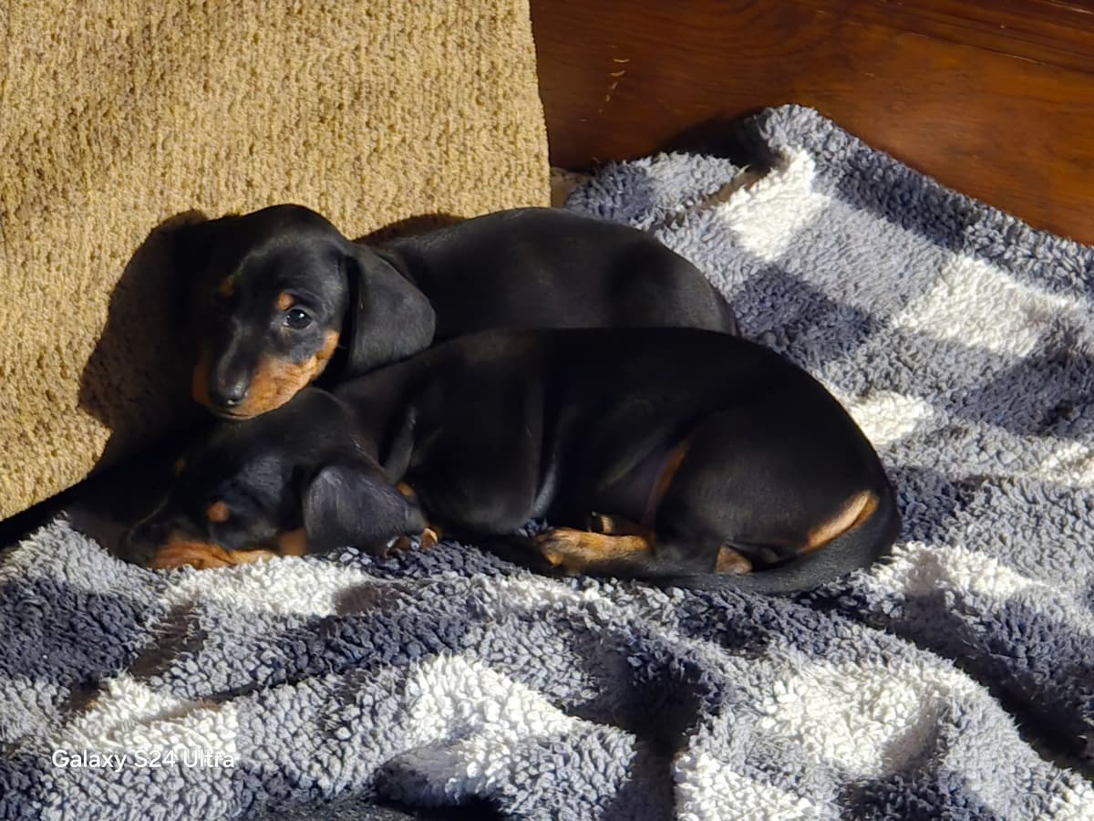 Female Black & Tan Standard AKC, Champion Lines, NY and NC breeder image 4
