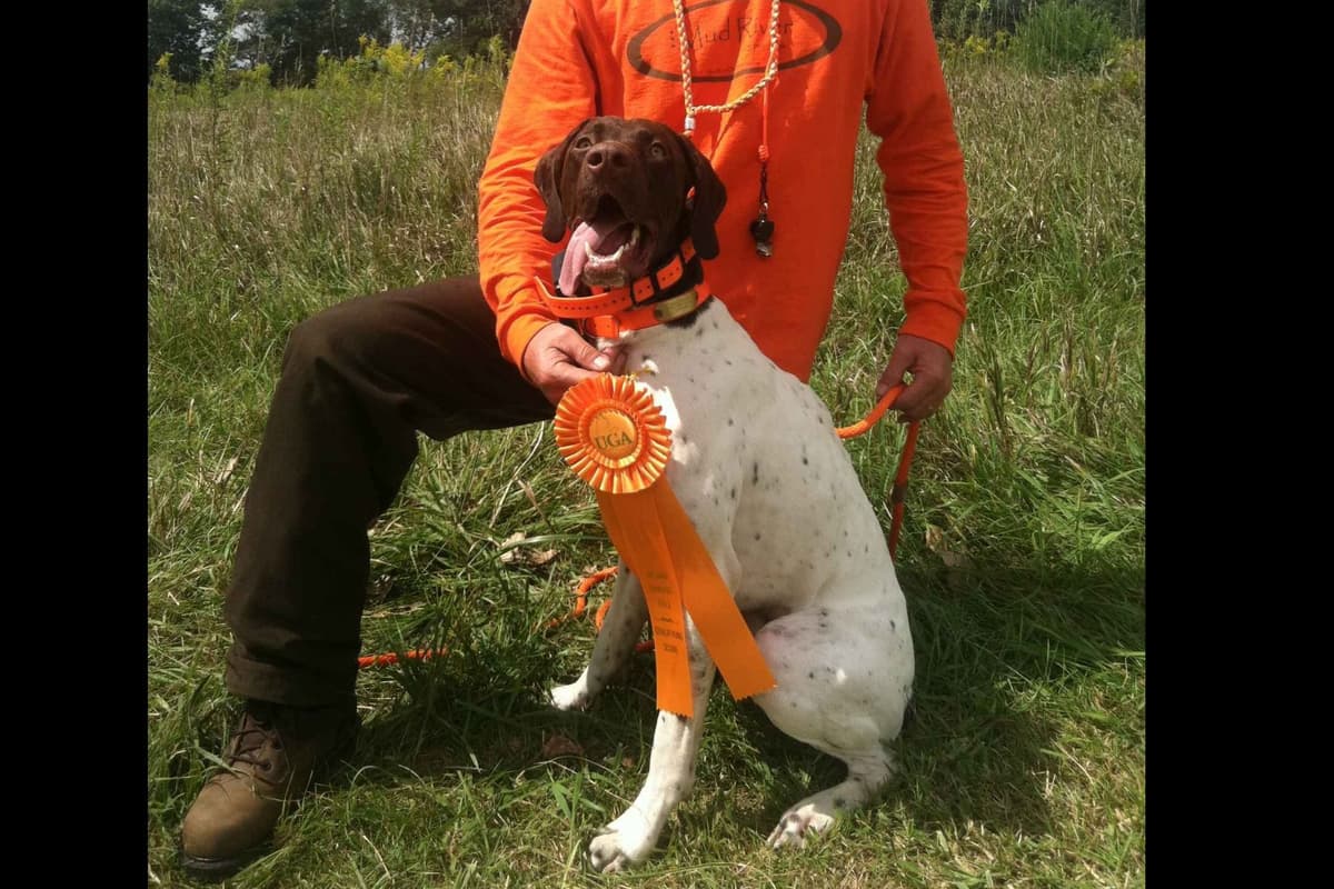 German Shorthaired Pointer Puppies breeder image 3