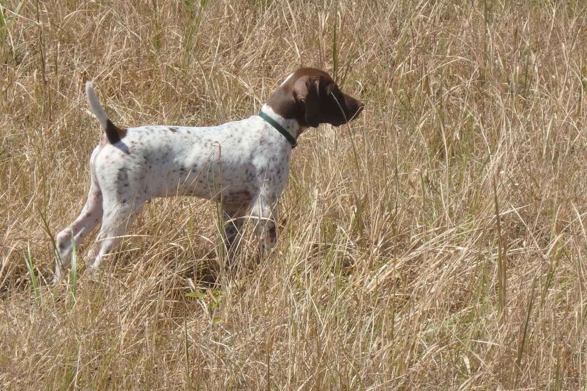 German Shorthaired Pointer Puppies breeder image 1