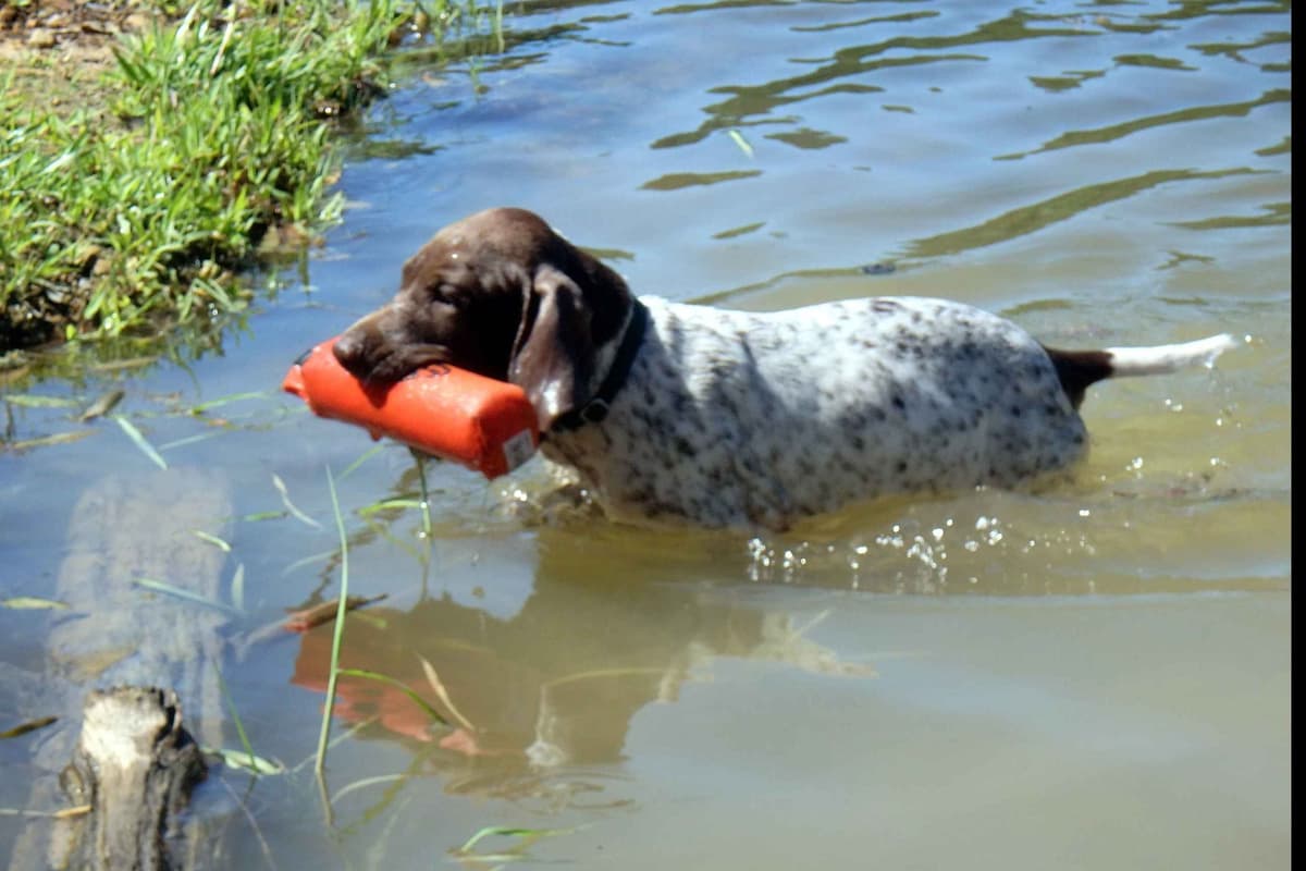 German Shorthaired Pointer Puppies breeder image 4