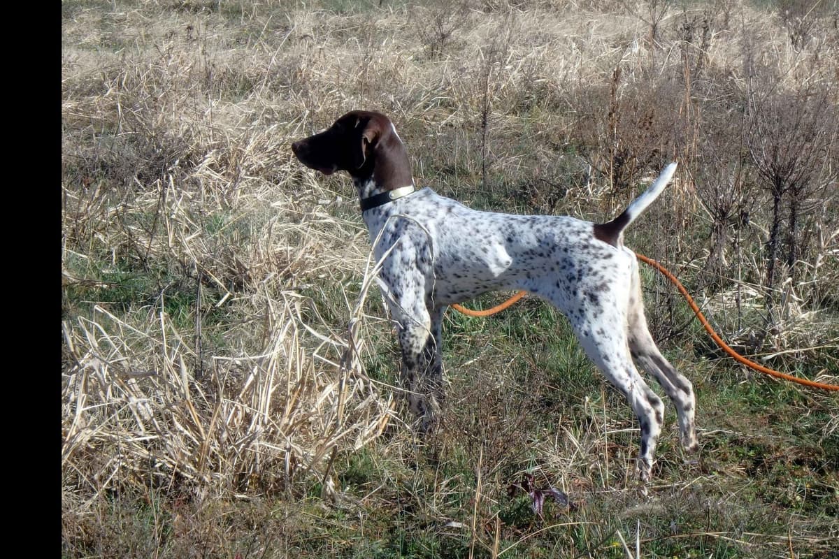 German Shorthaired Pointer Puppies breeder image 6