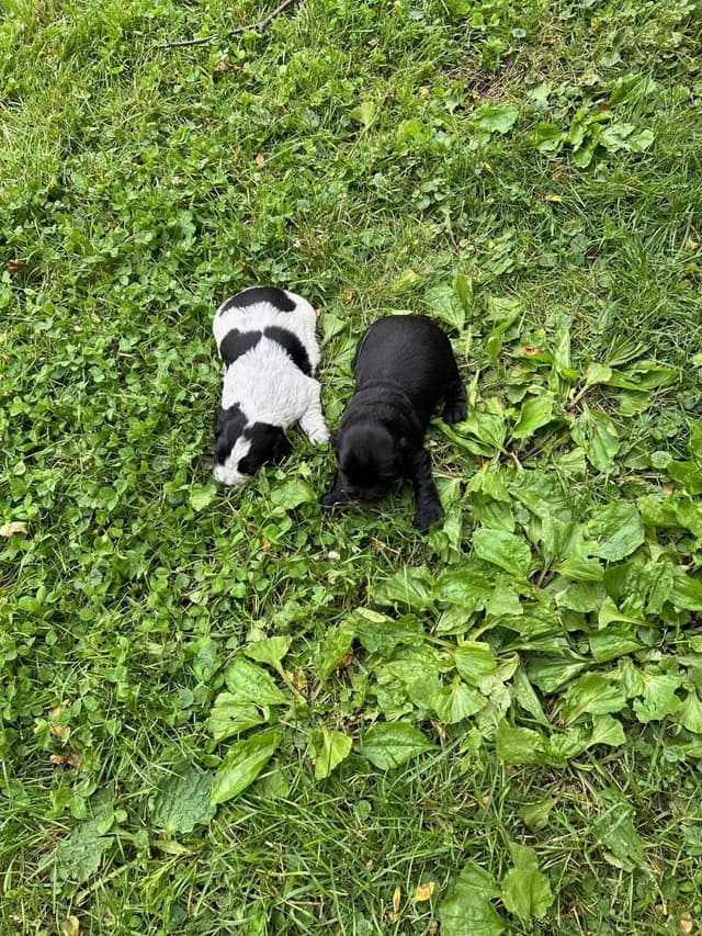 English Cocker Spaniel Puppies media 4