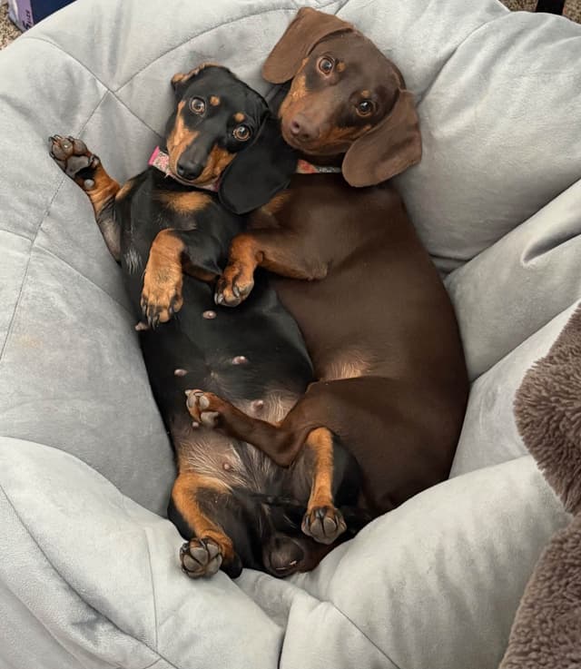 Mini Black and Tan Dachshund Puppies media 2